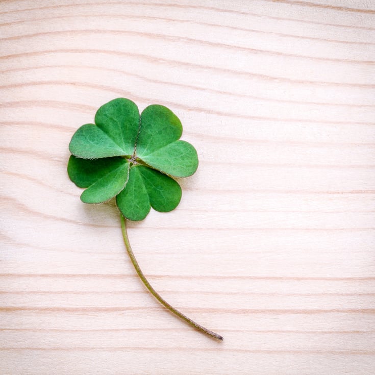 Clovers Leaves on Stone